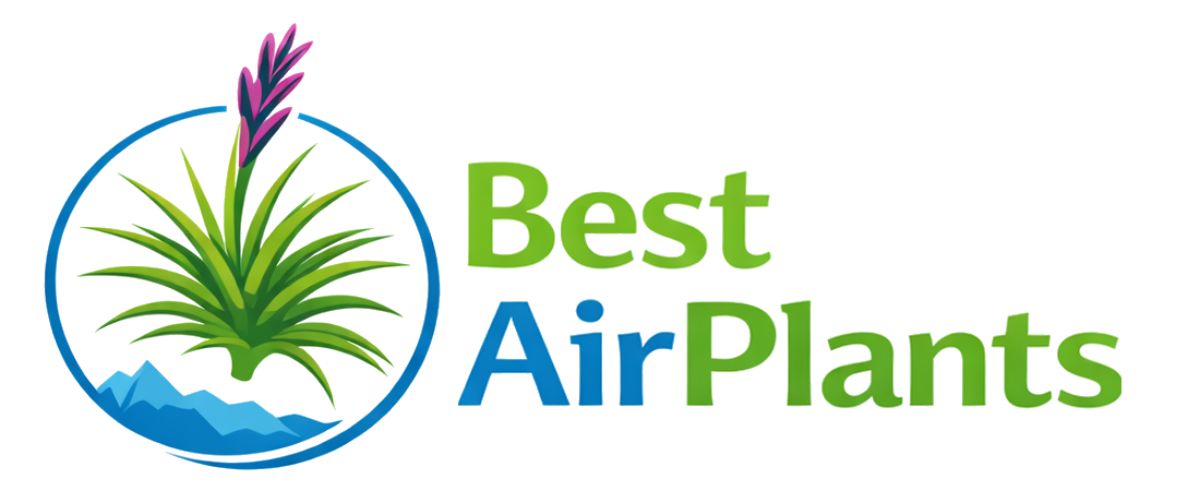 Best Air Plants Logo